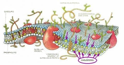 Cellmembran